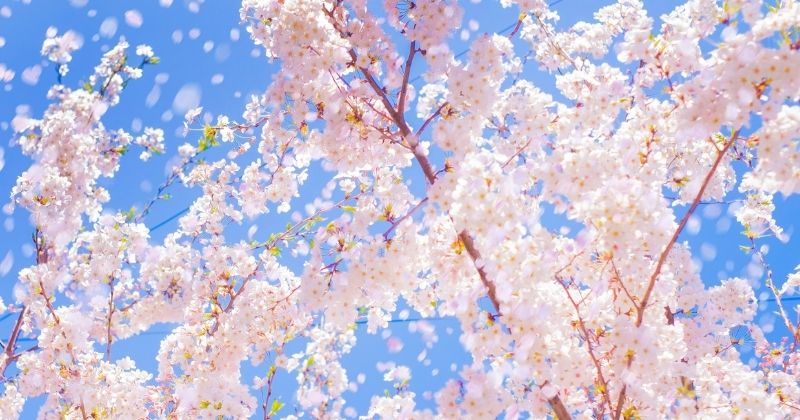 お花見の持ち物